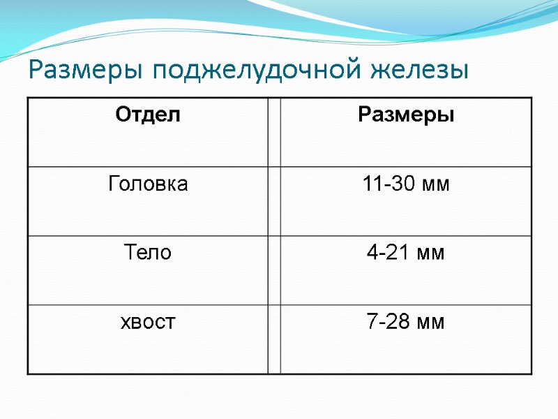 Размеры поджелудочной железы